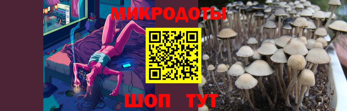 Галлюциногенные грибы Psilocybe Новозыбков
